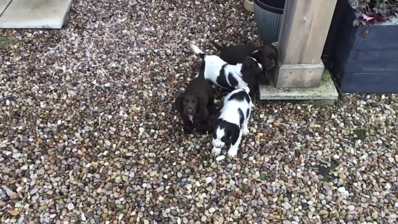 Cocker Spaniel dogs for sale: Working Cocker Spaniel Puppies - Video 1