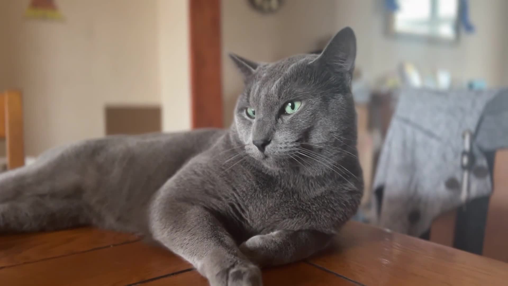 Russian Blue cats for stud: Pure Russian Blue Stud Available for Mating in Chessington - Video 1