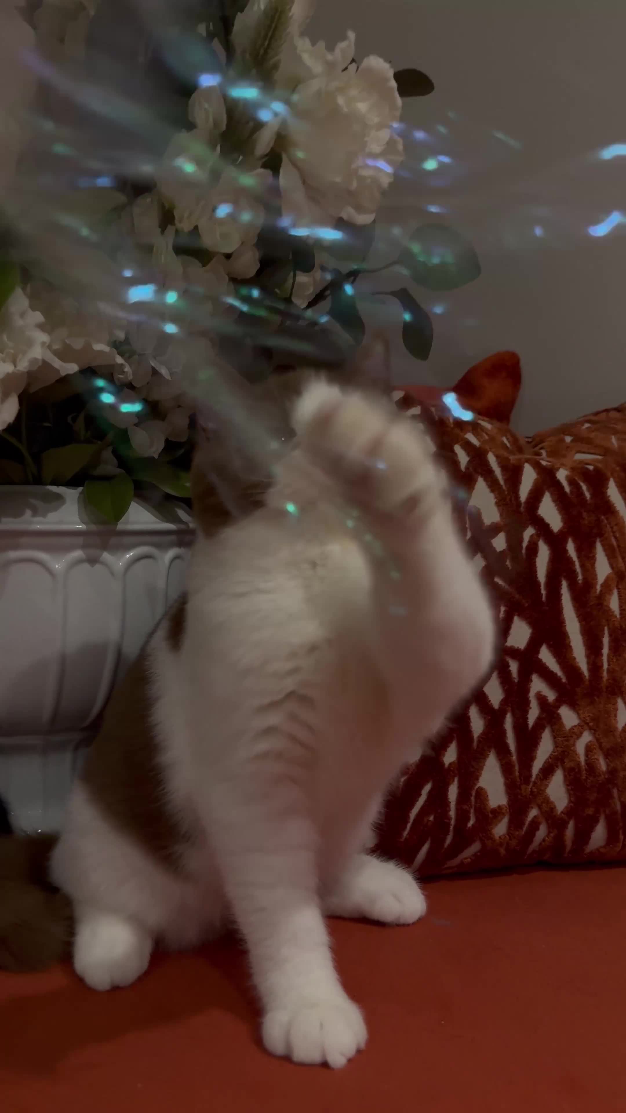 British Shorthair cats for sale: British shorthair kittens - Video 2