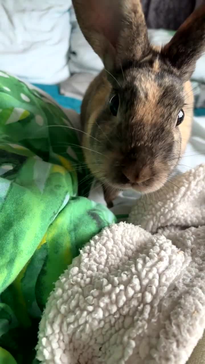 Mixed Breed rabbits for sale: harlequin + mini rex  - Video 1