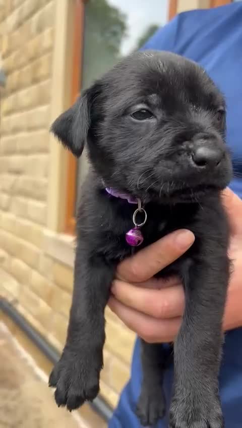 Mixed Breed dogs for sale: Mixed giant schnauzer x rottweiler puppies - Video 1