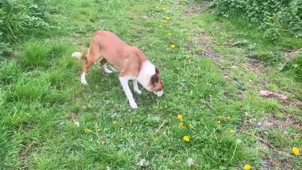 Welsh Collie dogs for sale: Welsh Collie Bitch  - Video 1