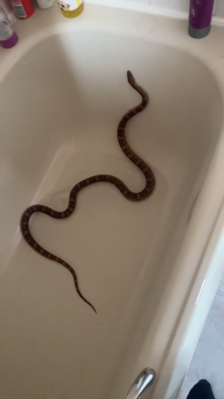 Corn Snake reptiles for sale: Corn snake for free  in Sheffield - Video 1