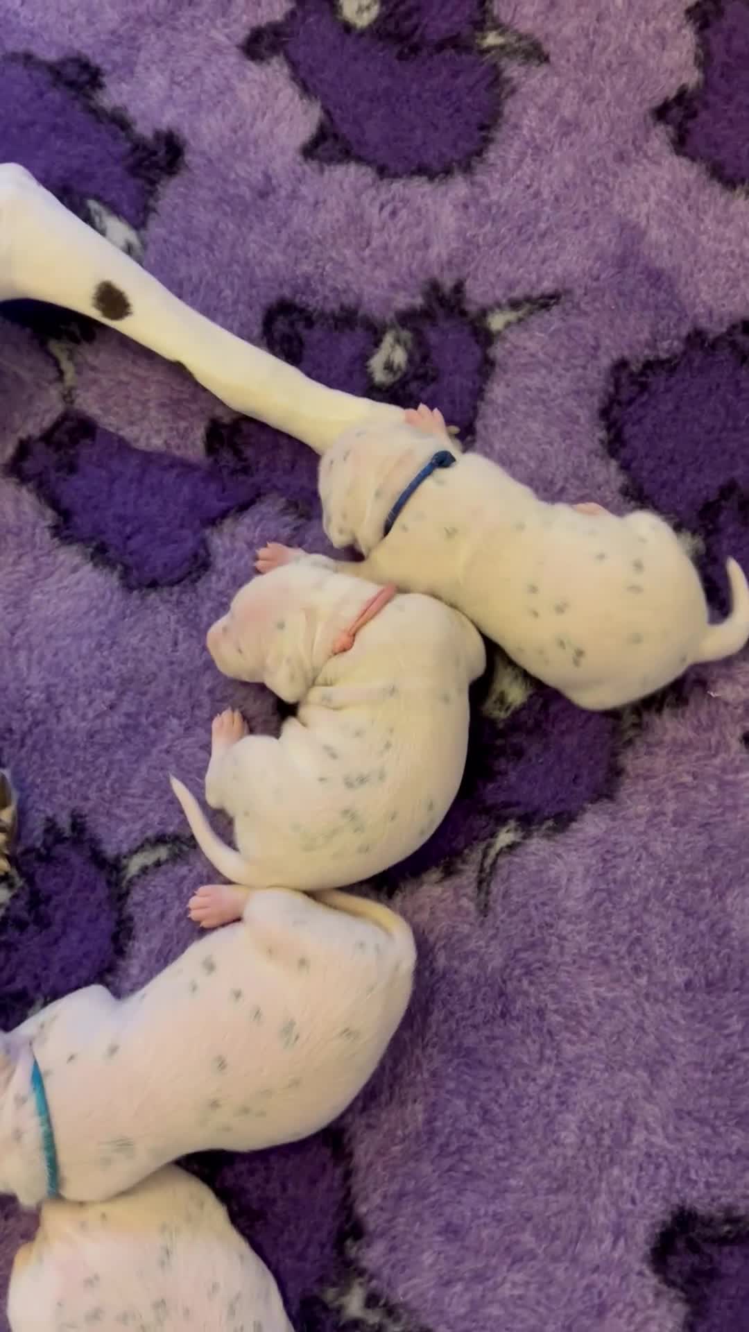 Dalmatian dogs for sale: LouAbidora  - Video 1