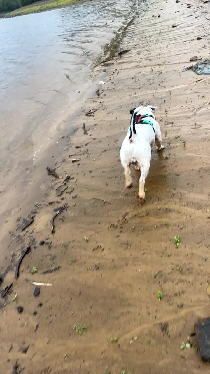 Mixed Breed dogs for stud: Milo  - Video 1