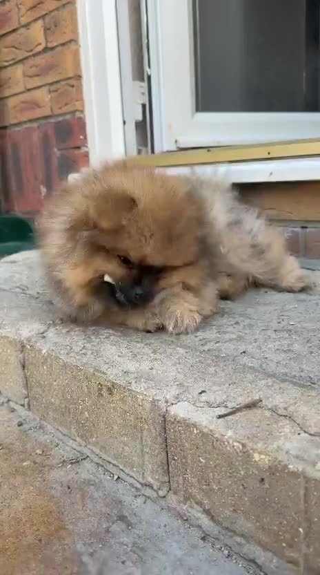 Pomeranian dogs for sale: REDUCED READY TO LEAVE - Video 1