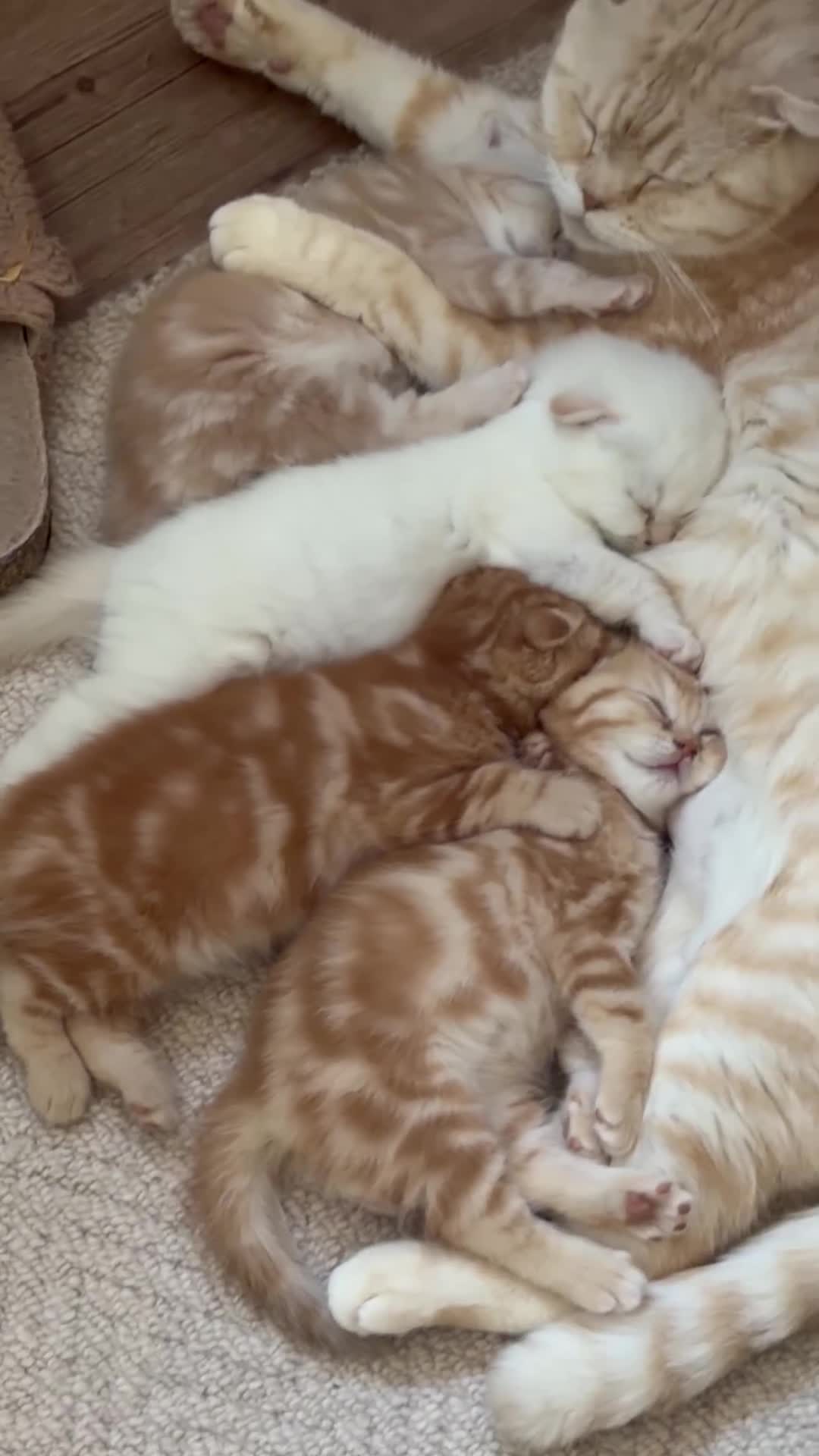 Scottish Fold cats for sale: Scottish fold  in London - Video 3