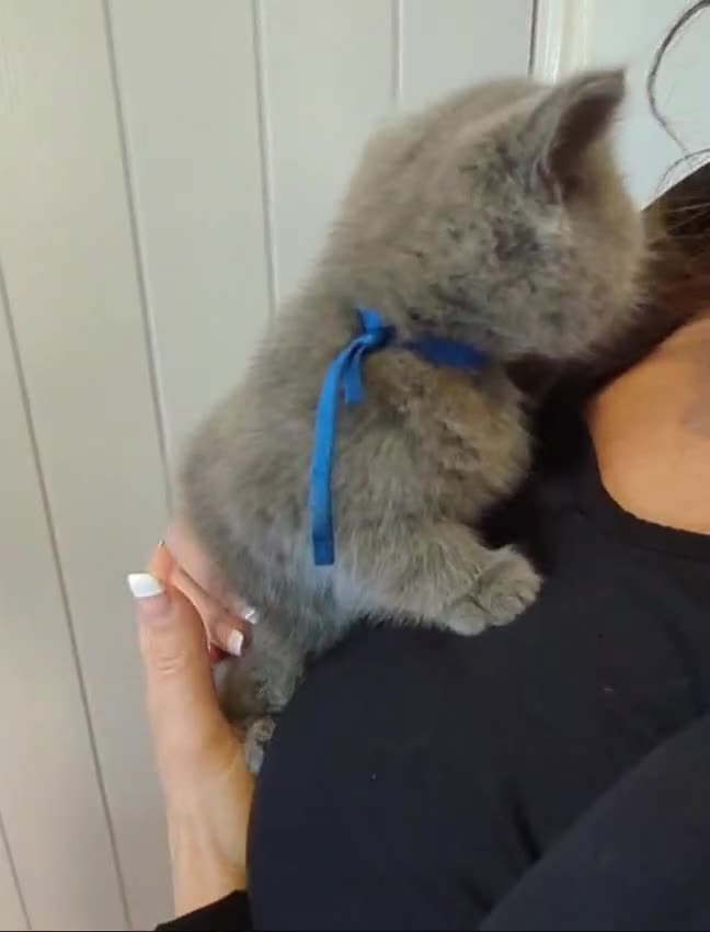 British Shorthair cats for sale: Classic Blue British Shorthair - Video 1