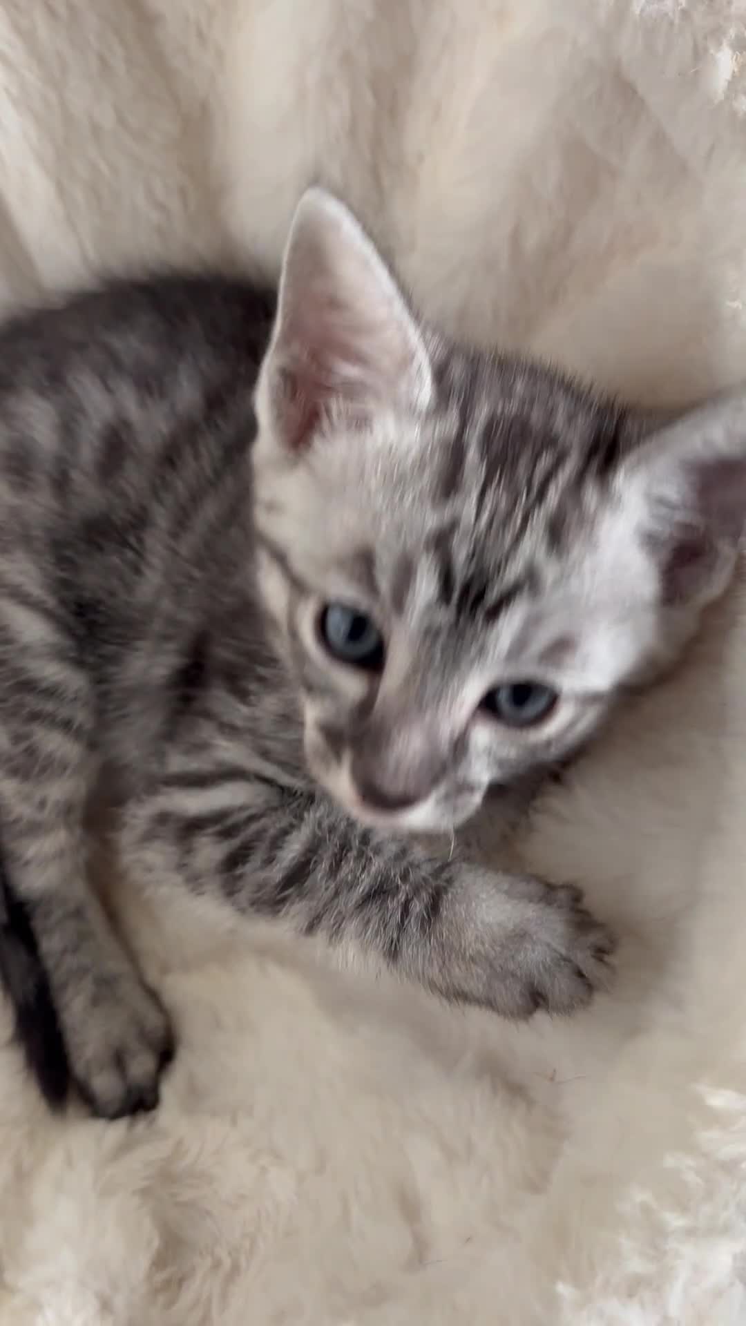 Savannah cats for sale: Gorgeous Female SBT kittens - Video 2