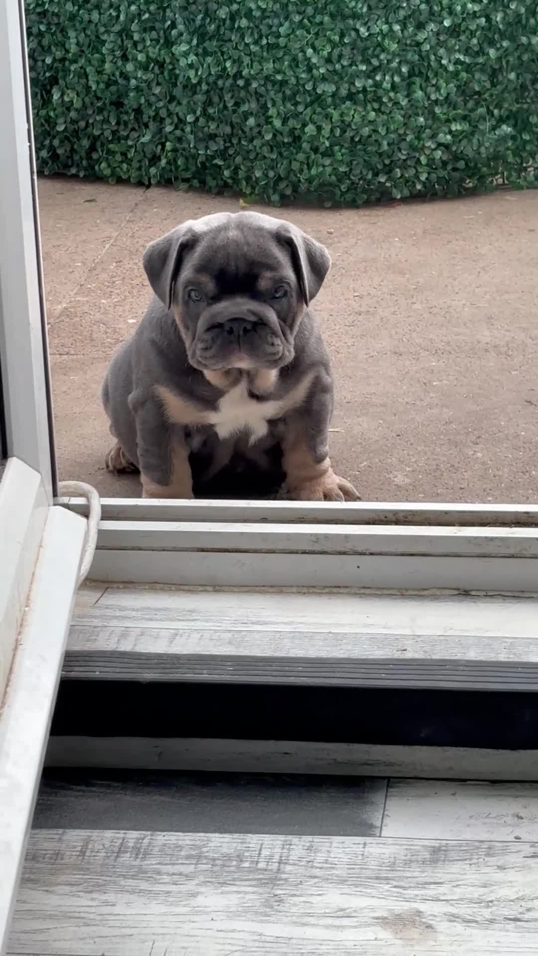 English Bulldog dogs for sale: Female English bulldog  - Video 1