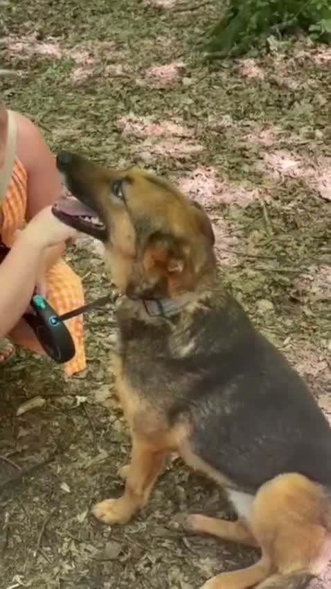 Mixed Breed dogs for adoption: ❤️ SHANNY ❤️ – WELL BALANCED, KIND AND DEVOTED  - Video 1