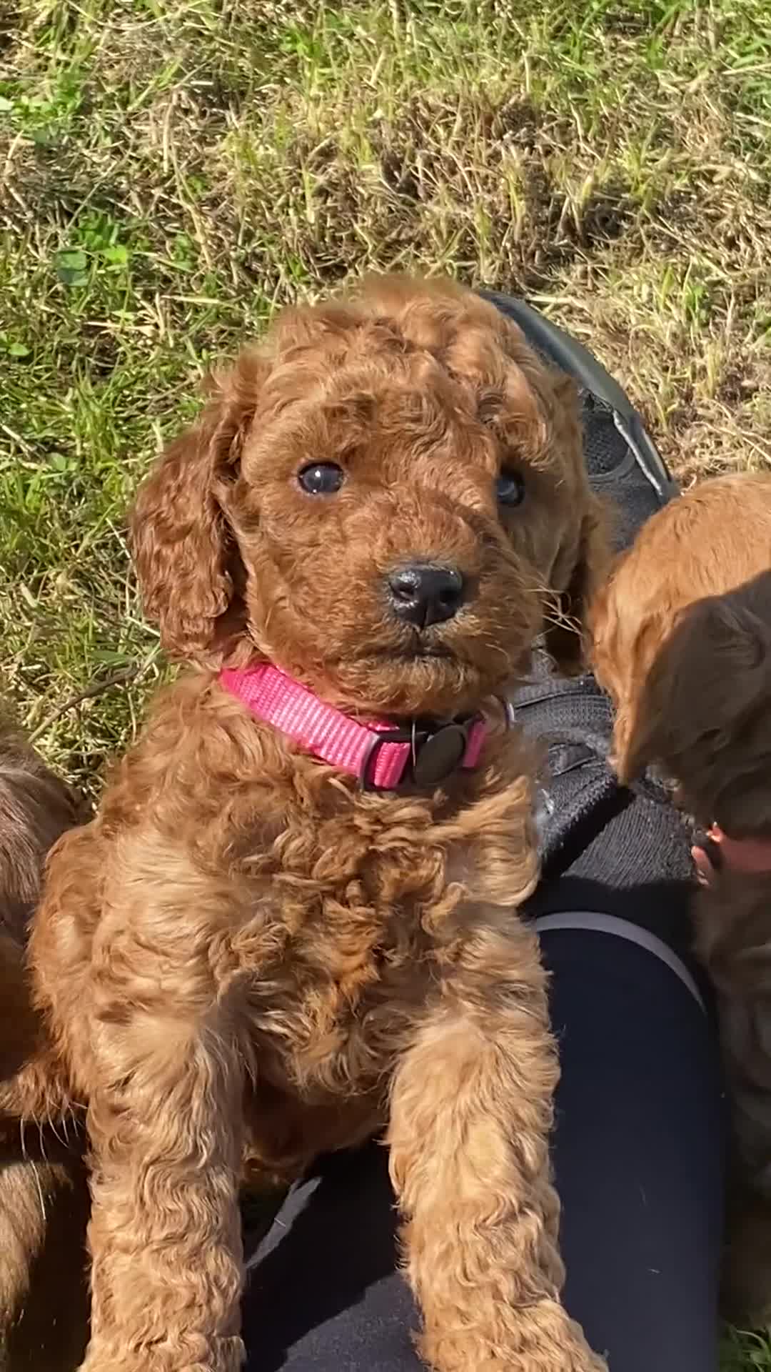 Cockapoo dogs for sale: Fox Red Cockapoo Puppies - Video 4
