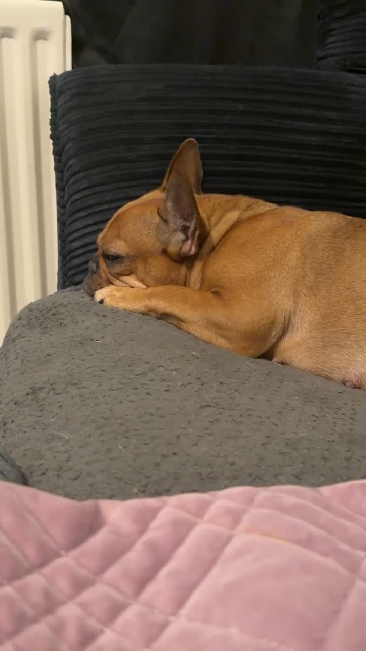 French Bulldog dogs for sale: lupo the french bulldog  - Video 1