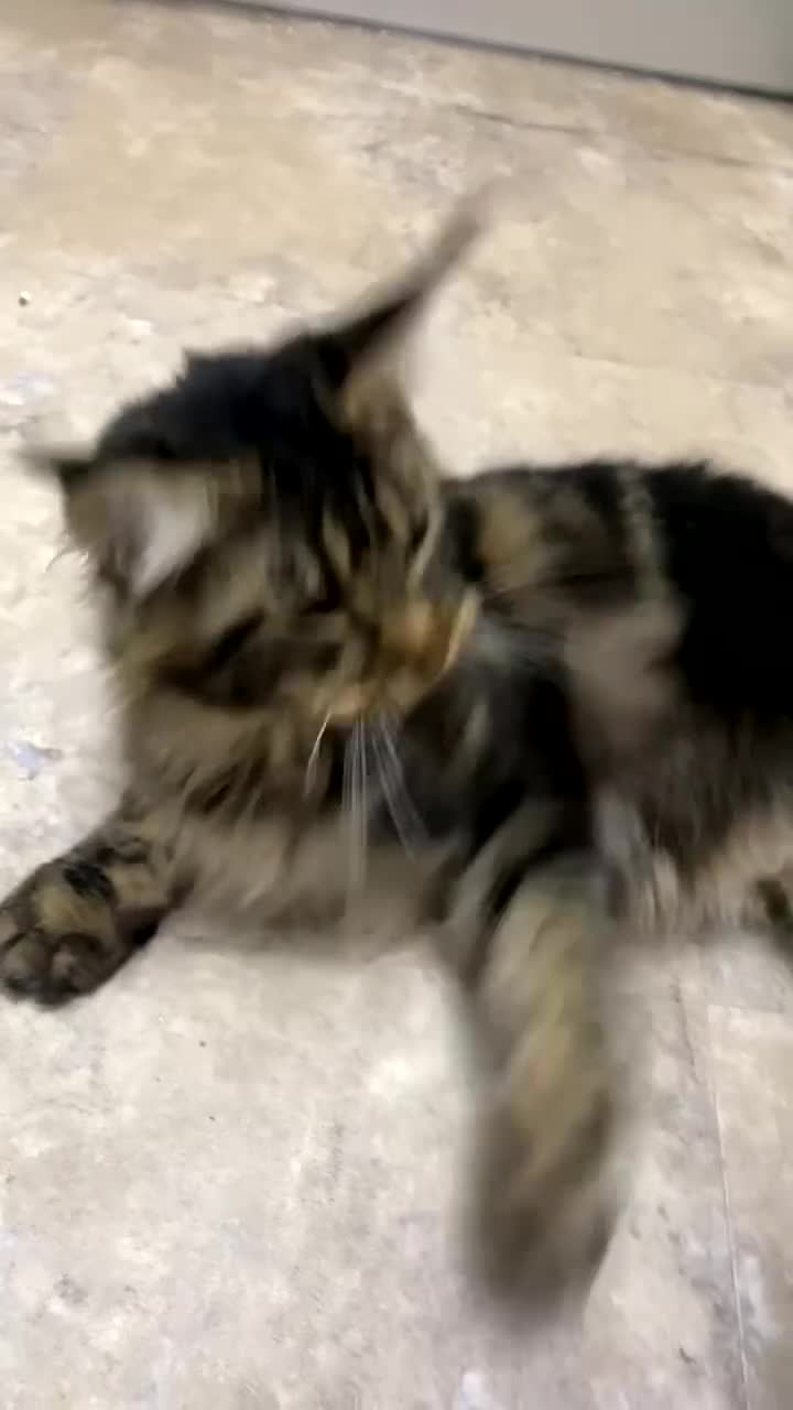 Maine Coon cats for sale: Beautiful male kitten - Video 2