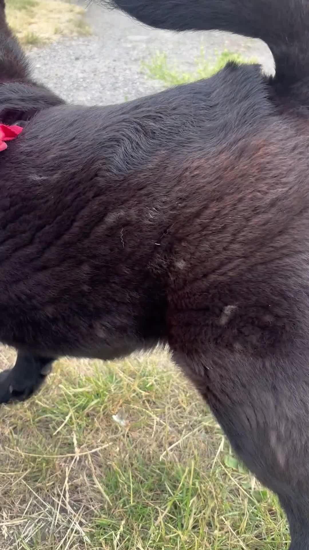 Chow Chow dogs for sale: 8 month old male smooth coat chow chow  - Video 1