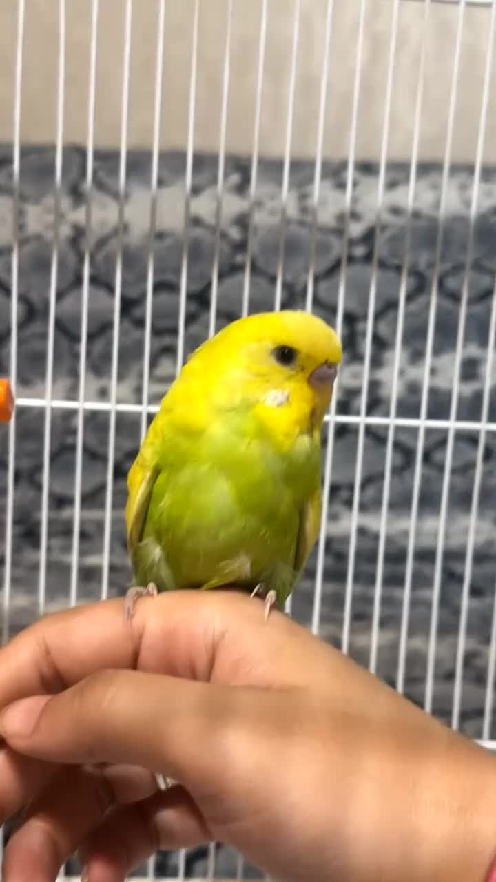 Budgerigars birds for sale: English budgie hand reared baby and older  - Video 1