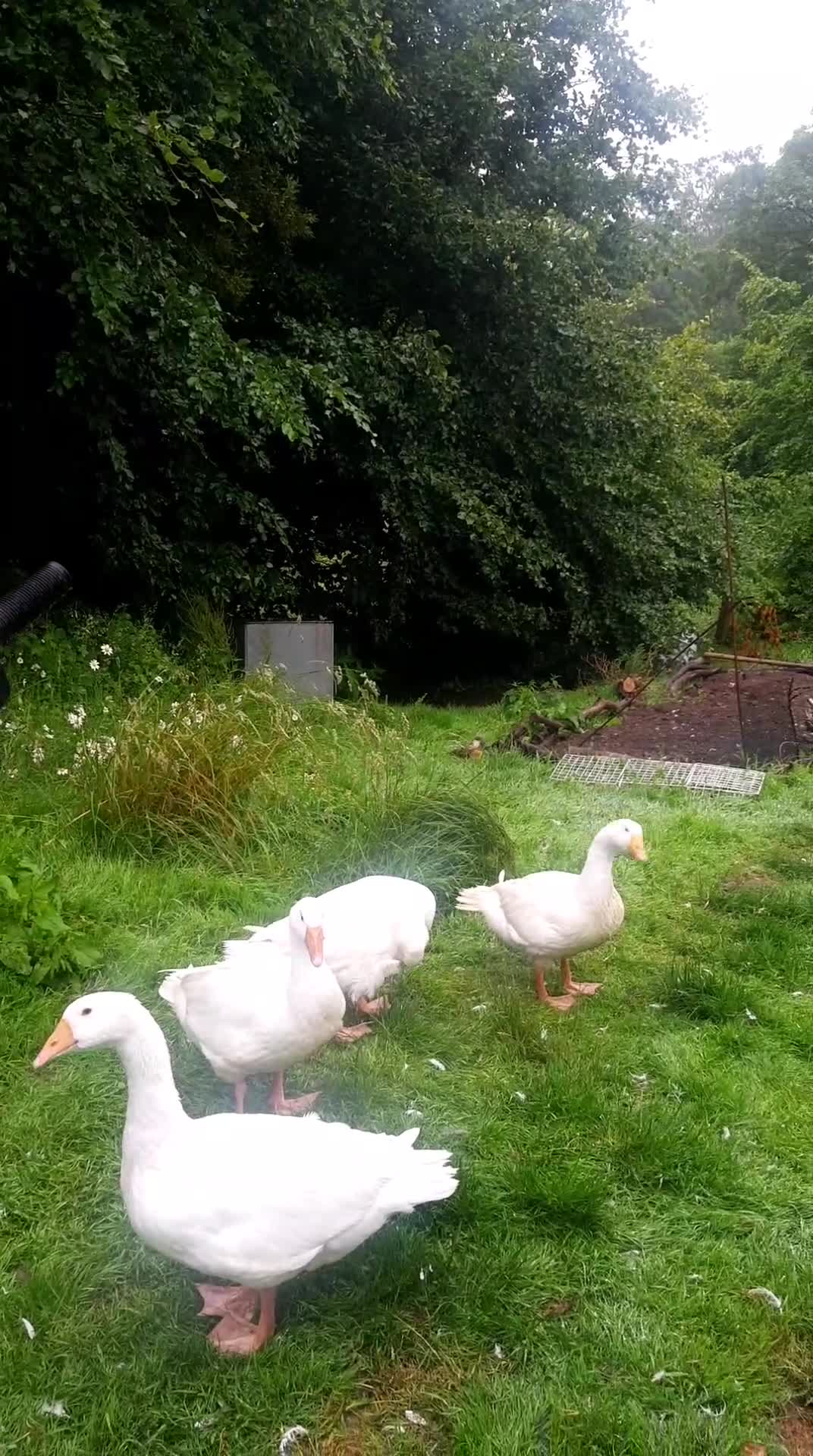 Geese poultry for sale: Geese  in Totnes - Video 1