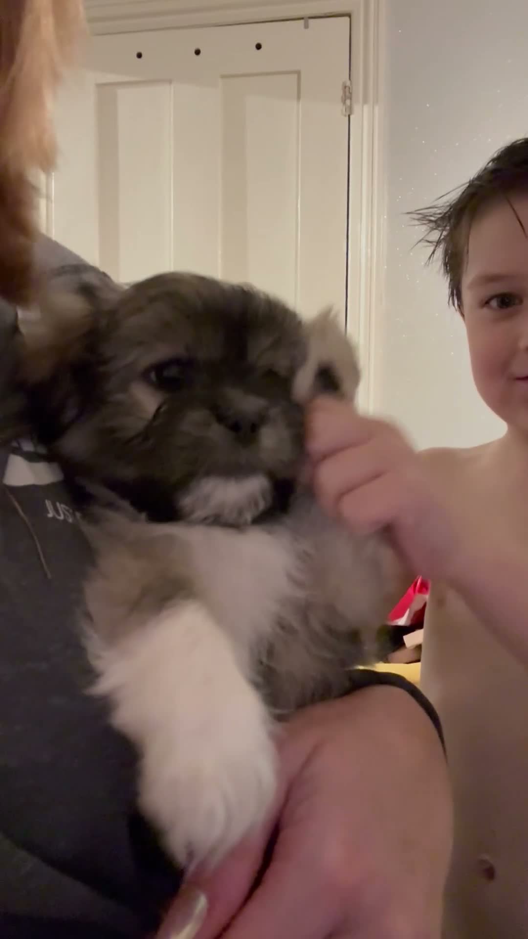 Mixed Breed dogs for sale: Two very Cute Peka-tease puppies  available ❤️ - Video 5