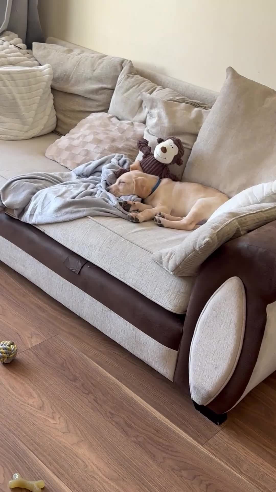 Goldador dogs for sale: GOLDEN LAB RETRIEVER in Birmingham - Video 3