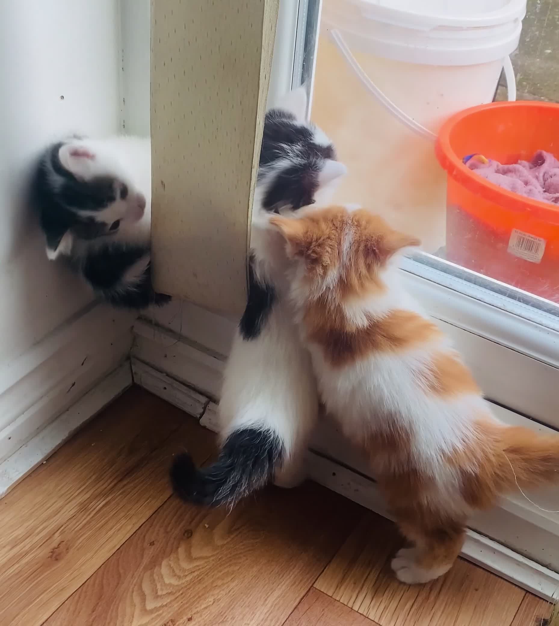 Mixed Breed cats for sale: Calico cat  - Video 1