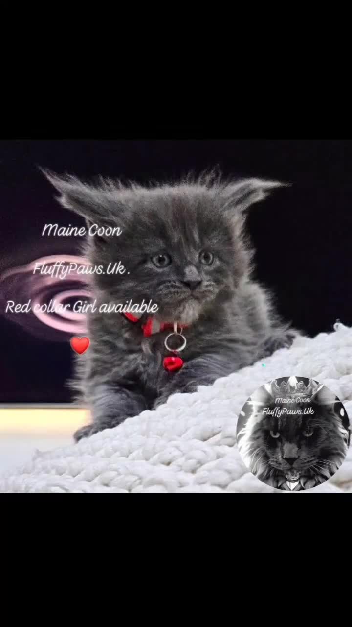 Maine Coon cats for sale: Maine Coons FluffyPaws.Uk  - Video 1