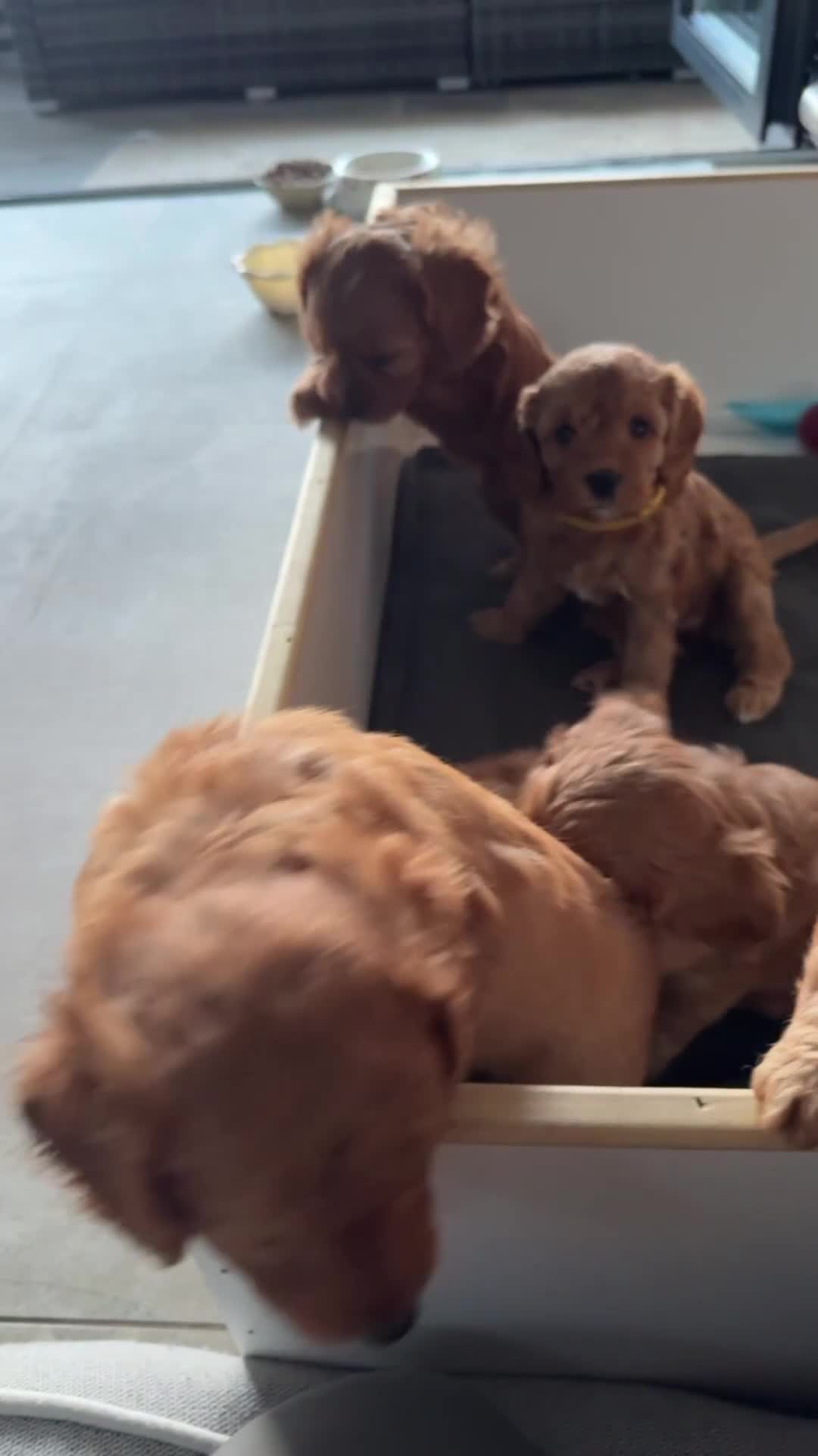 Cavapoo dogs for sale: 6 Beautiful Toy Cavapoo Girls  - Video 2