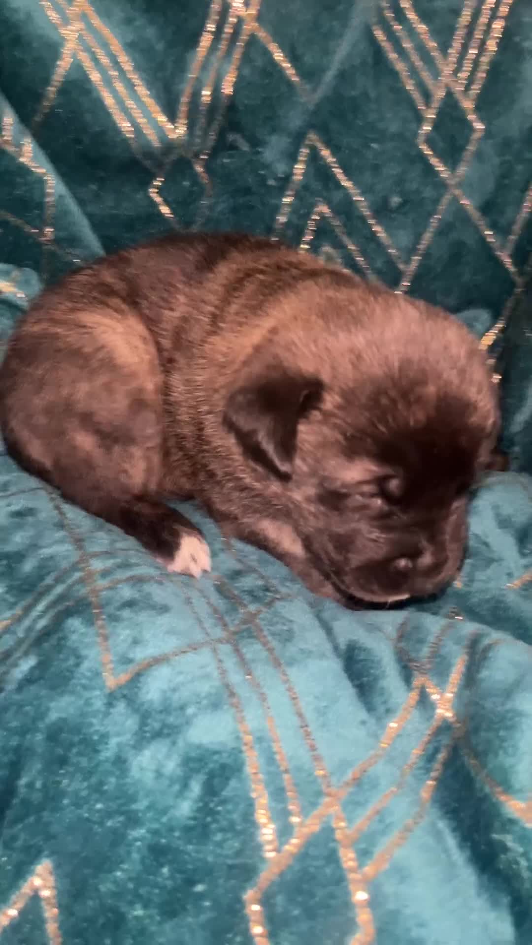 Mixed Breed dogs for sale: Akita Hybrid - Video 1