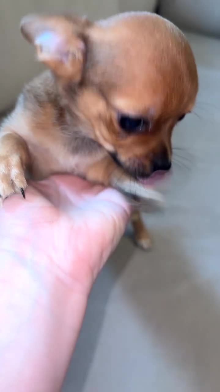 Chihuahua dogs for sale: Chihuahua boys long coat READY TO LEAVE NOW 💙 - Video 4