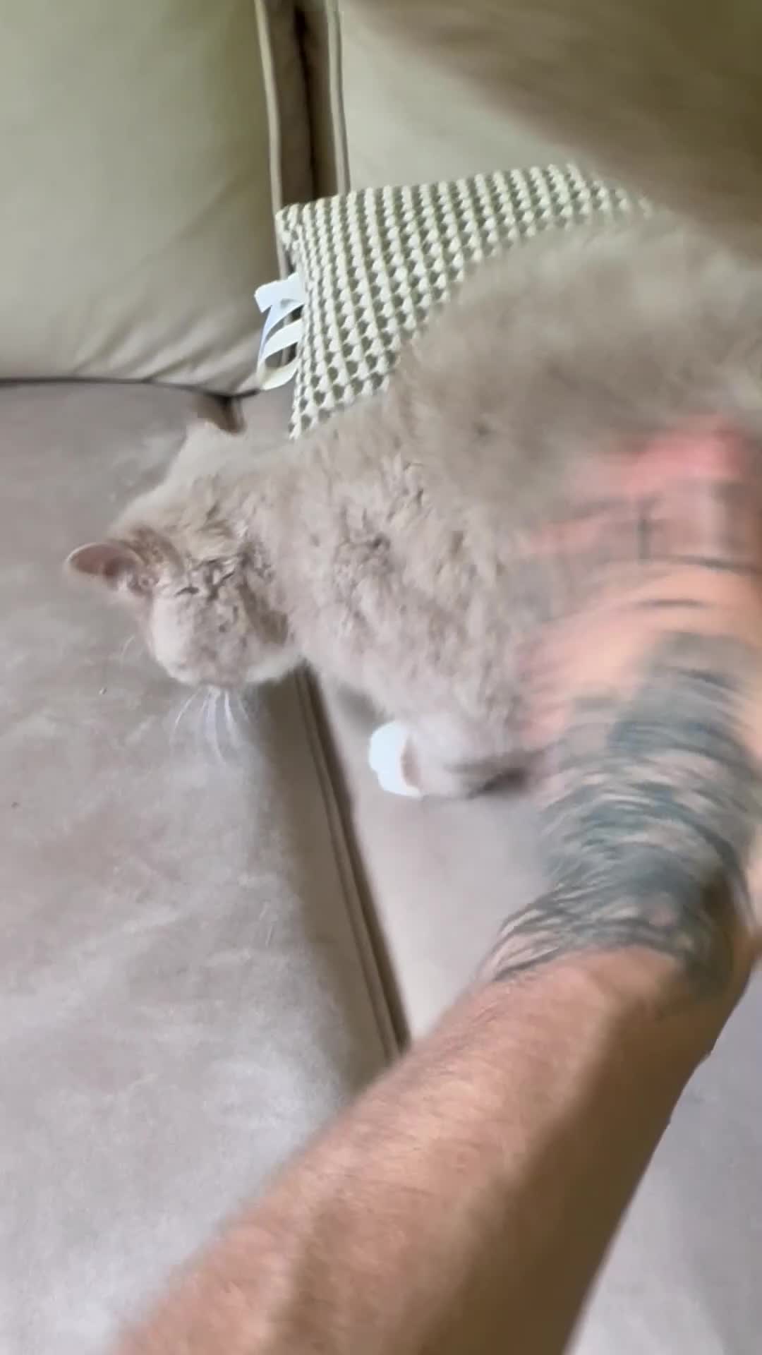 British Shorthair cats for sale: GCCF & TICA REG Fawn and white male - Video 4
