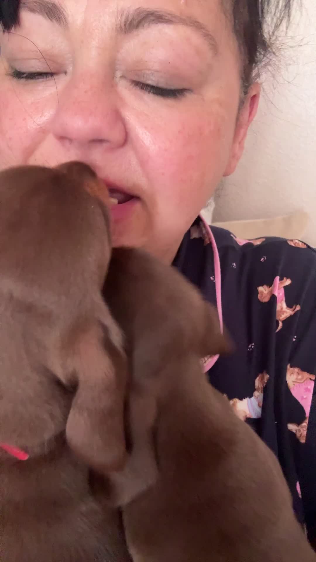 Miniature Dachshund dogs for sale: Miniature dachshund puppy last boy - Video 5