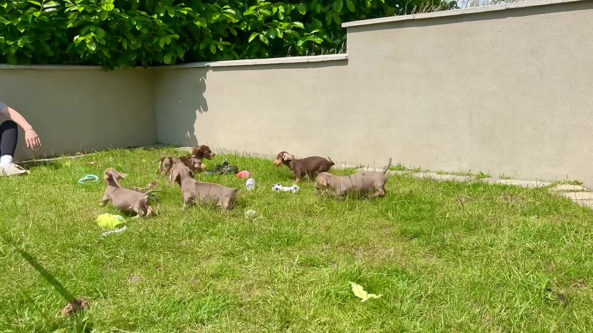 Miniature Dachshund dogs for sale: Miniature Dachshund Puppies - READY NOW! - Video 1