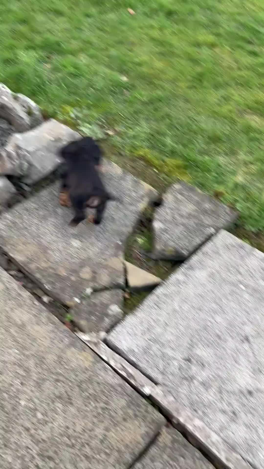 Cocker Spaniel dogs for sale: Beautifully marked Cocker Spaniel Pups For Sale - Video 2