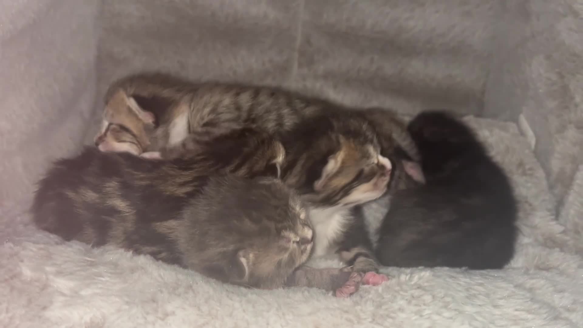 Mixed Breed cats for sale: 5 beautiful kittens with tabby markings - Video 1