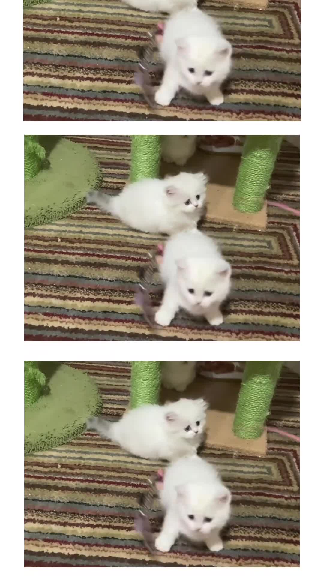 Munchkin cats for sale: Full Pedigree Munchkin Kittens( 7 weeks old)  - Video 3