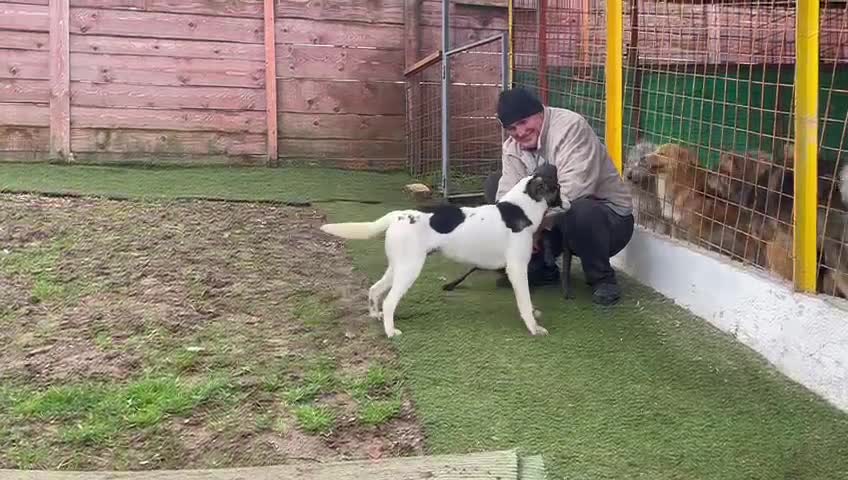 Mixed Breed dogs for adoption: Reg   in Ashford - Video 1