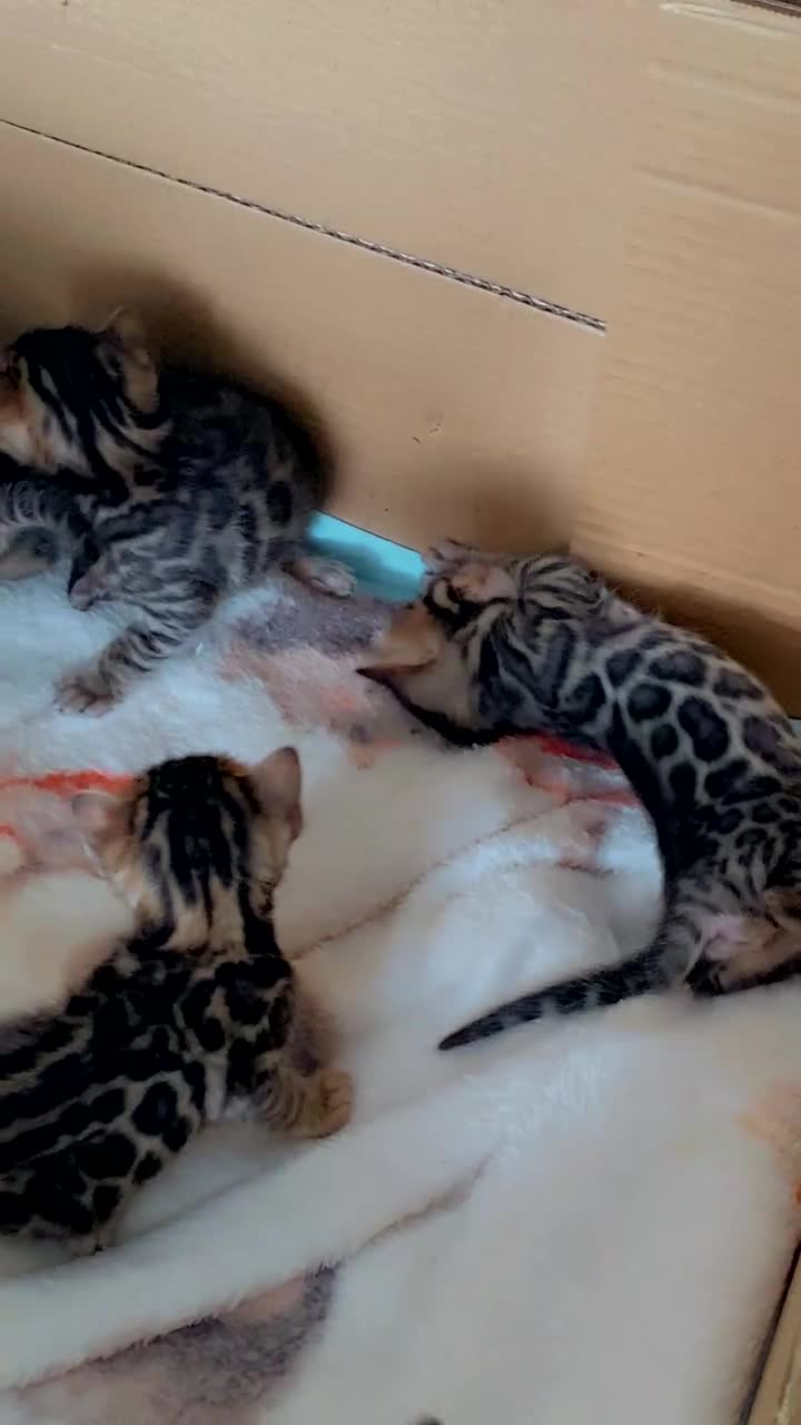 Bengal cats for sale: Absolutely beautiful pure bengals - Video 1
