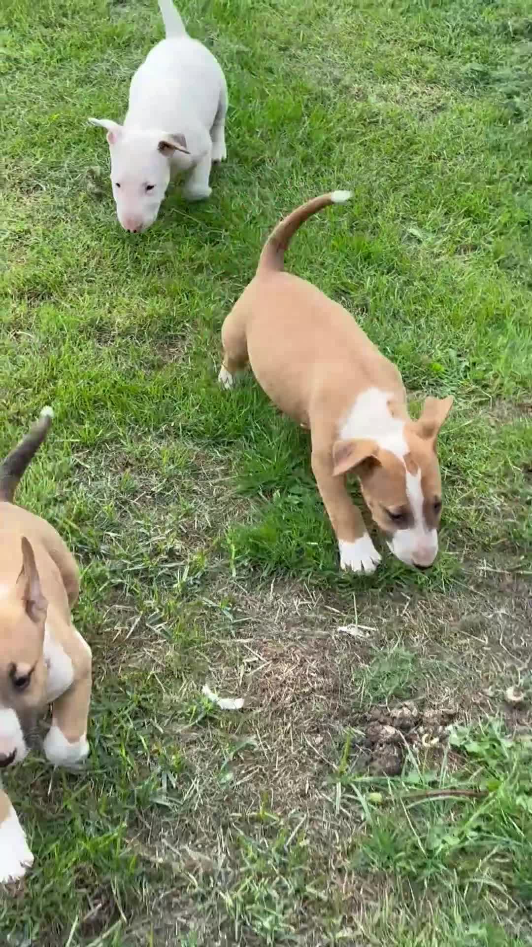 English Bull Terrier dogs for sale: Mr Chris Robinson  - Video 2