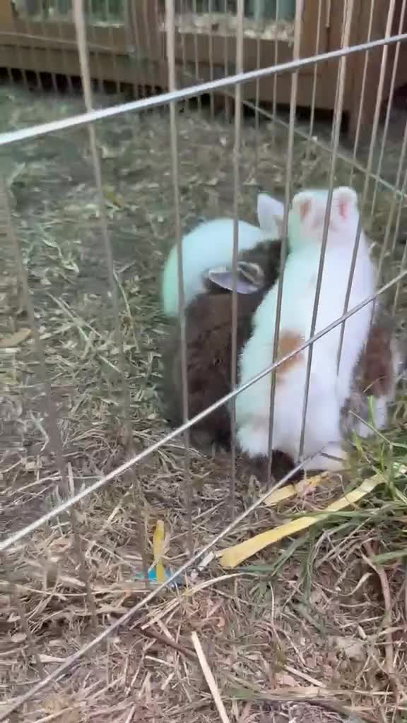 Lionhead rabbits for sale: Mixed litter Lionheads - Video 1