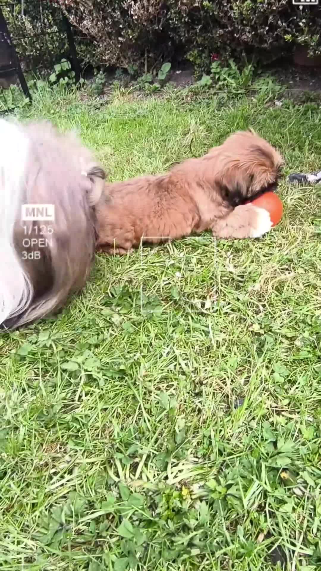 Shih Tzu dogs for sale: Standard Pure breed Shih Tzu  - Video 2