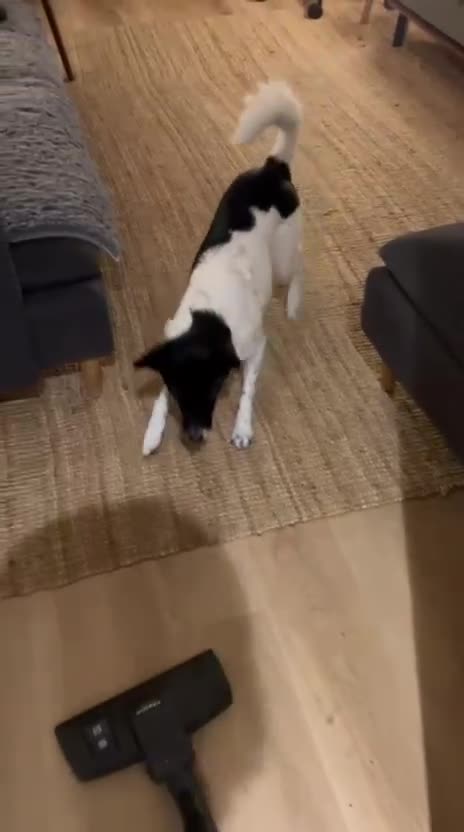 Mixed Breed dogs for adoption: 💖🐶 ELZA 🐶💖 - Video 2