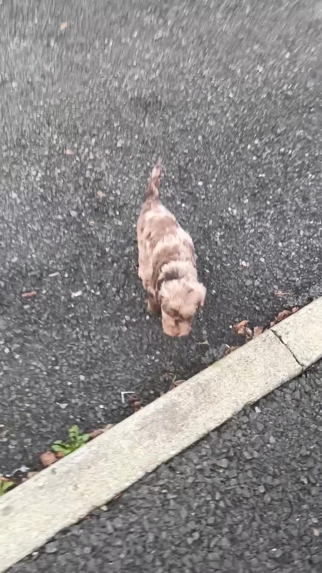 Cockapoo dogs for sale: Cockapoo girl puppy - Video 1