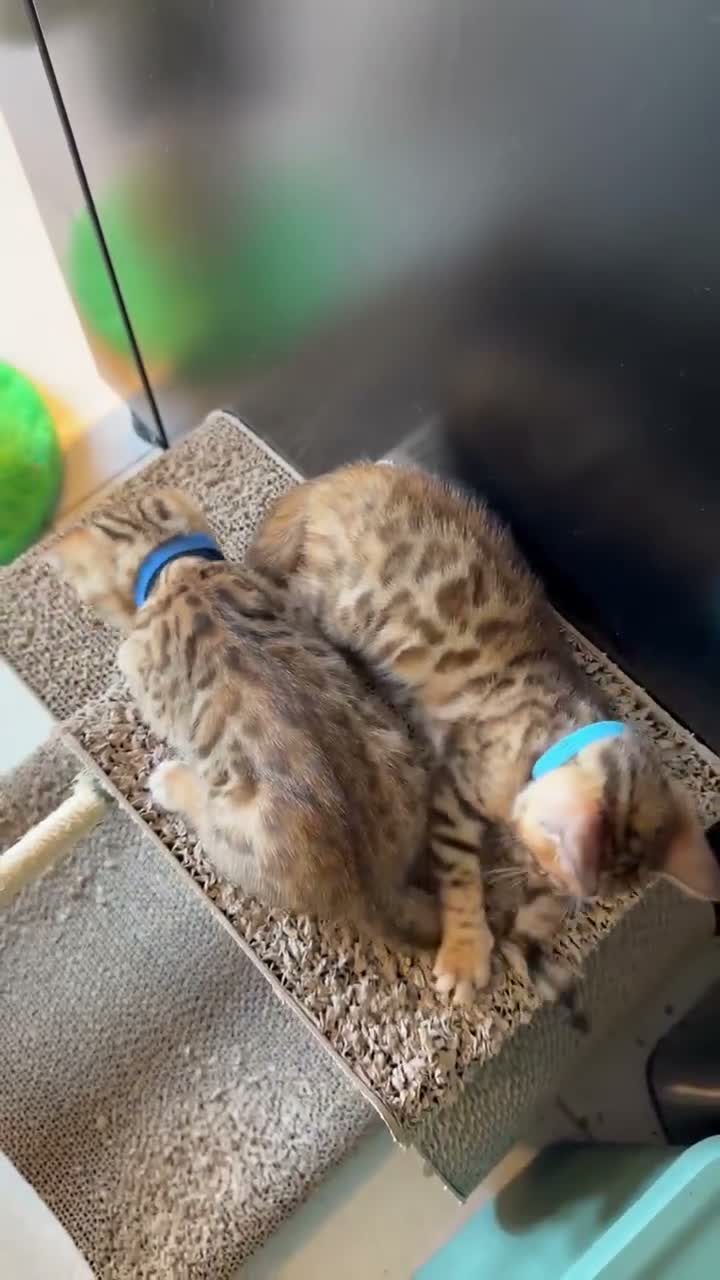 Bengal cats for sale: 🐾 Purebred Bengal Kittens for Sale 🐾 - Video 1