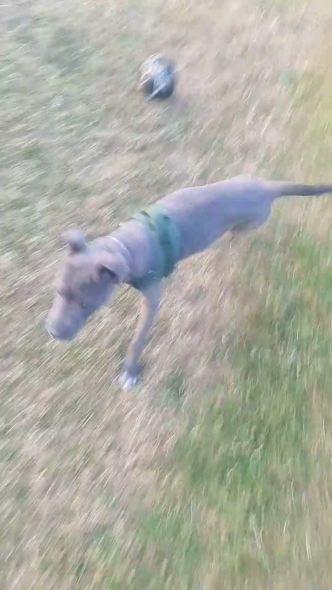 Mixed Breed dogs for sale: Cane corso X shar pei 9 months old  - Video 2