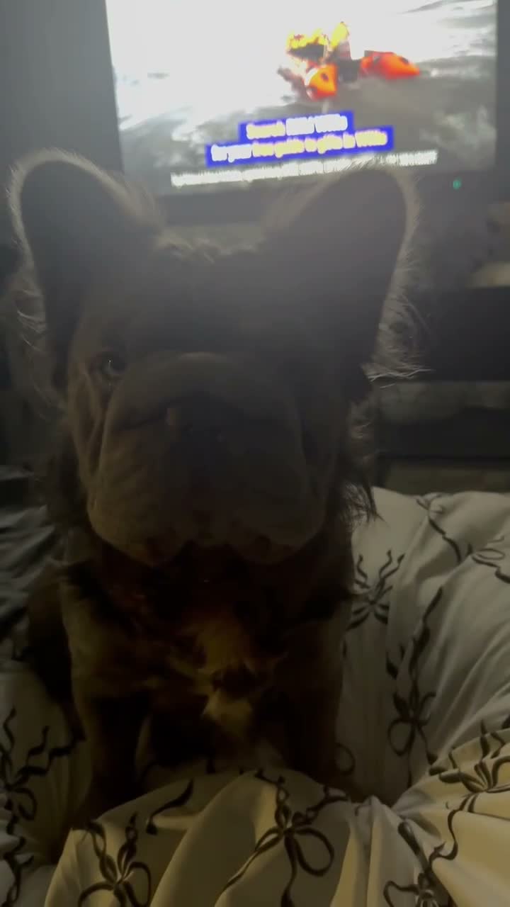 French Bulldog dogs for stud: French bulldog  in Birmingham - Video 1