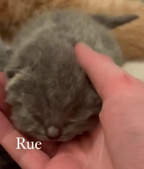 British Shorthair cats for sale: Beautiful British shorthair kittens . - Video 5