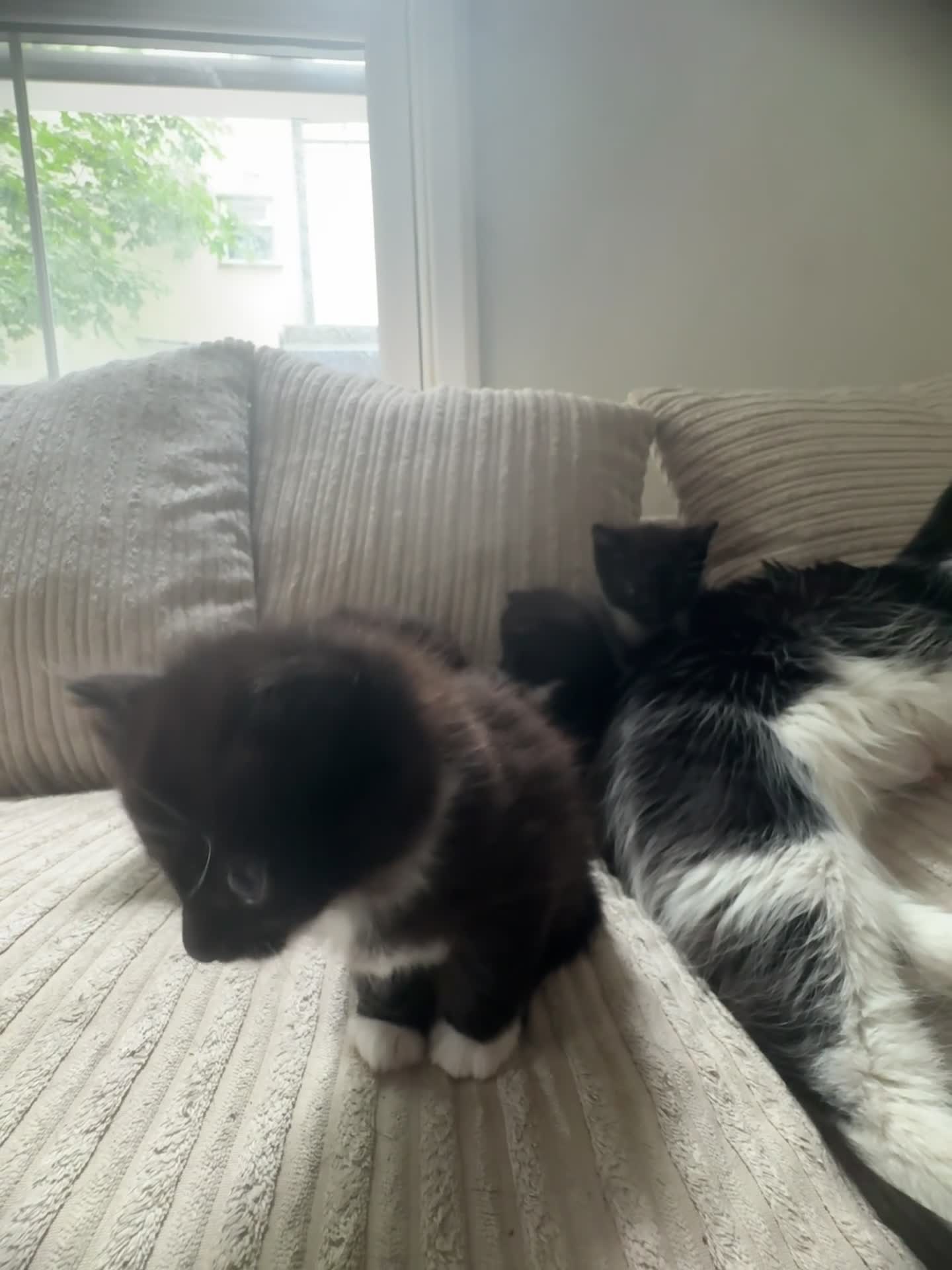 Mixed Breed cats for sale: 4 kittens for sale will be ready to leave soon ‼️ - Video 2