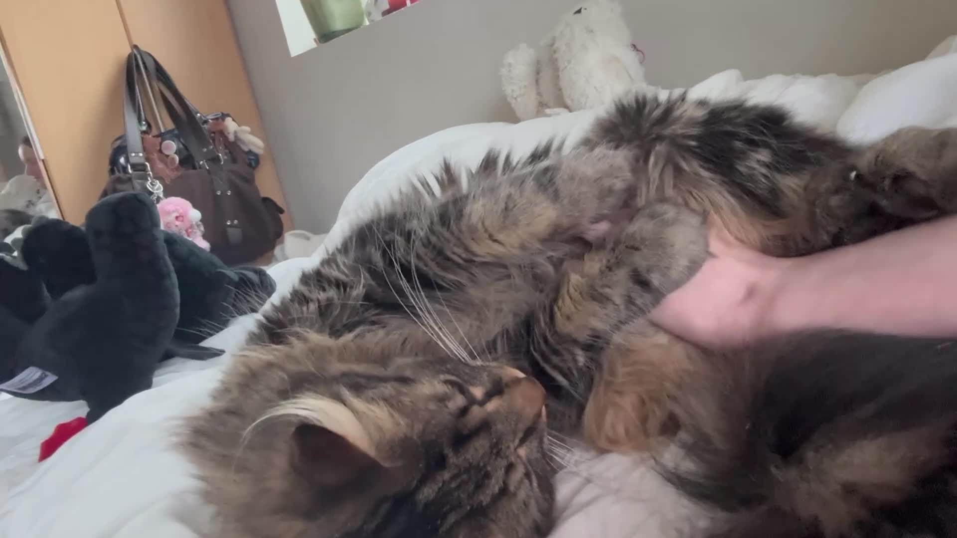 Ragdoll cats for sale: 2 cats (bonded) - Video 3