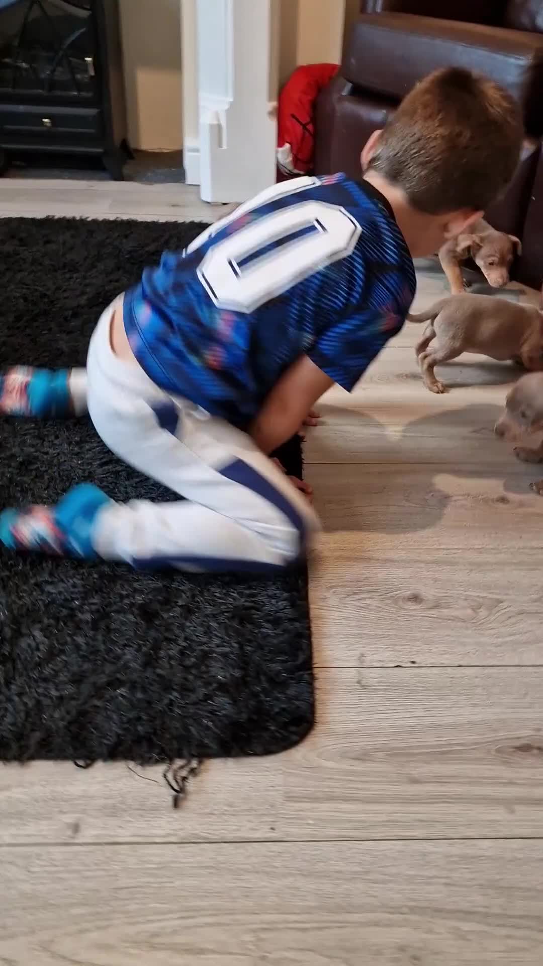 Jack Russell dogs for sale: Beautiful Muchwenlock Jack Russell puppies - Video 1