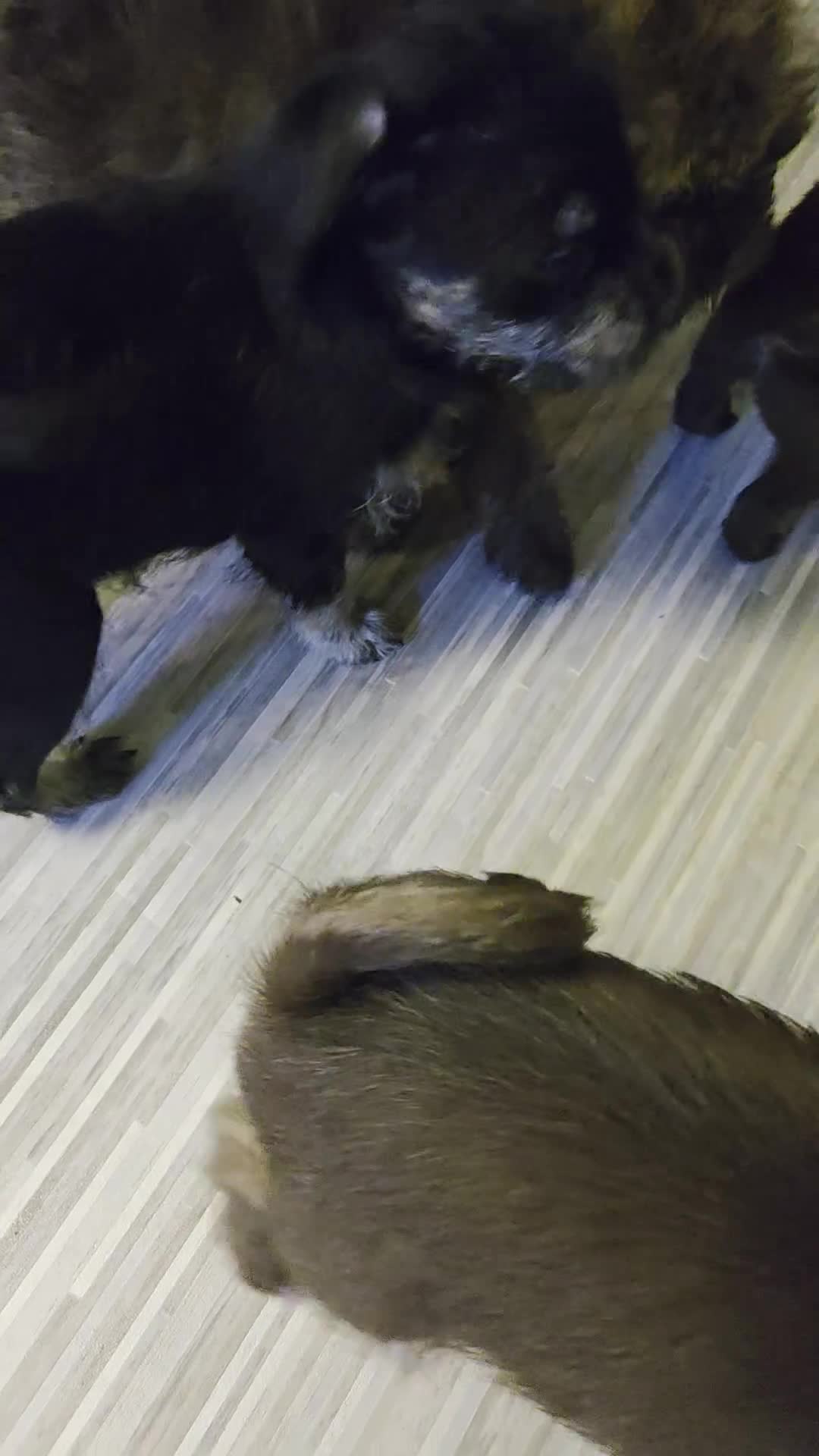 Mixed Breed dogs for sale: Chizer Puppies  in Huddersfield - Video 1