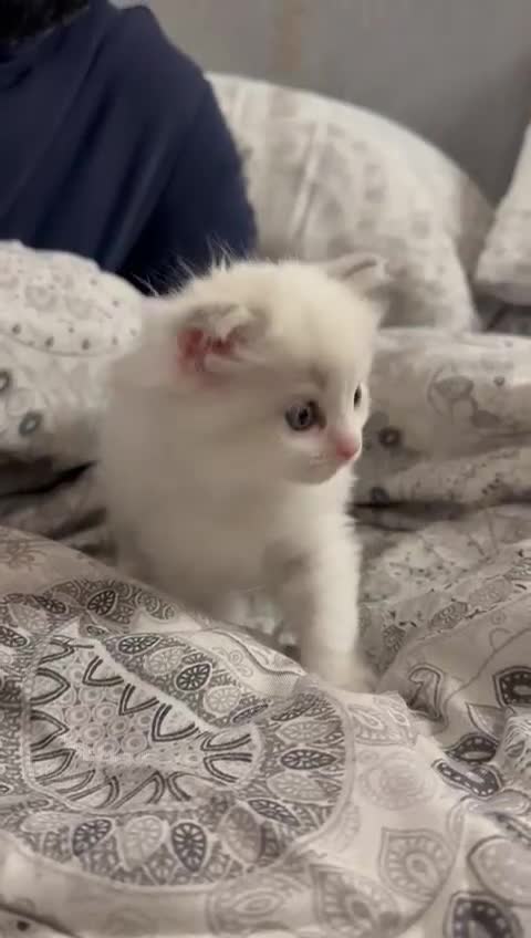 Ragdoll cats for sale: Ragdoll Kitten Boy - Video 1